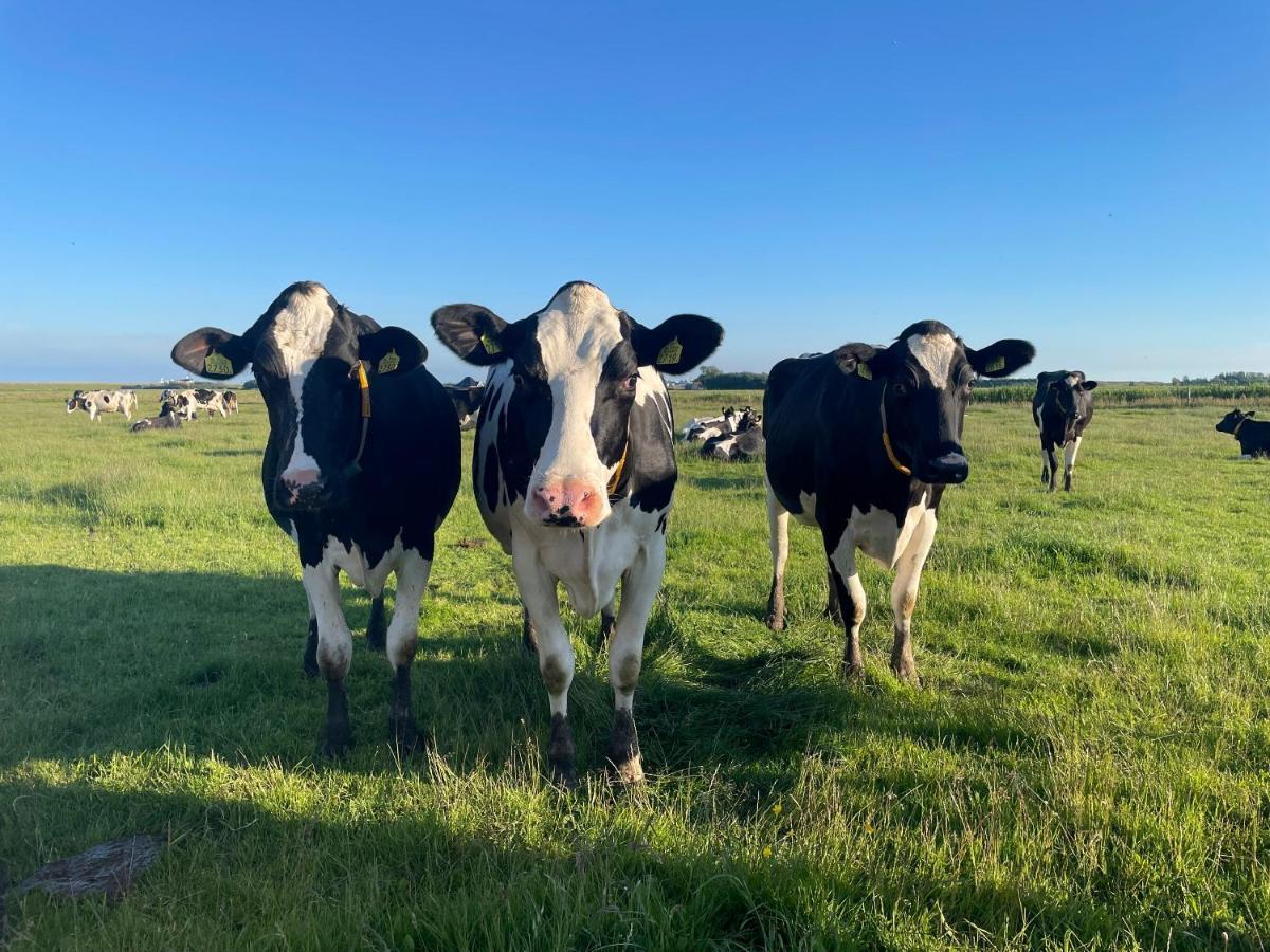 Johanneshoeve - De Mooiste Plek Op Texel Den Hoorn  Exterior foto